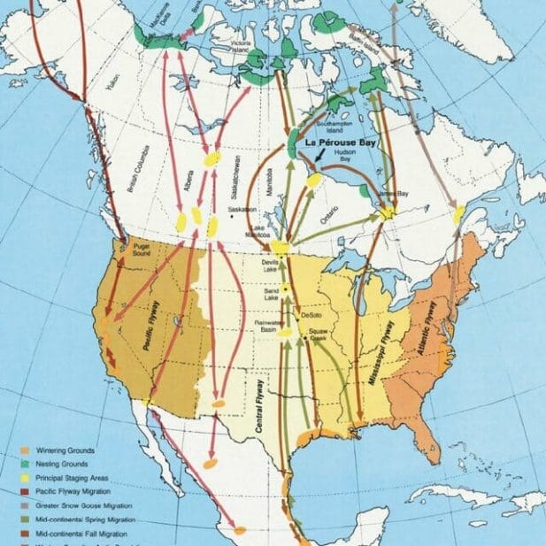 Flyway routes and wintering and breeding areas in North America and the... | Download Scientific Diagram