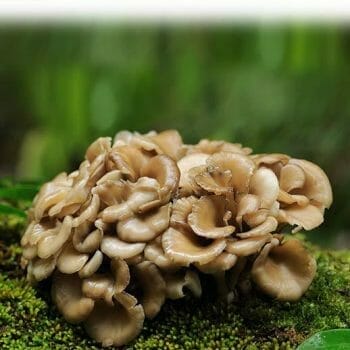 Functional mushrooms