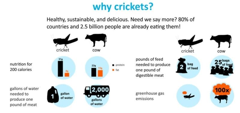 crickets infograp